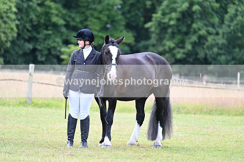 WJ7_7147 - Class 5a Most Handsome Gelding in Hand