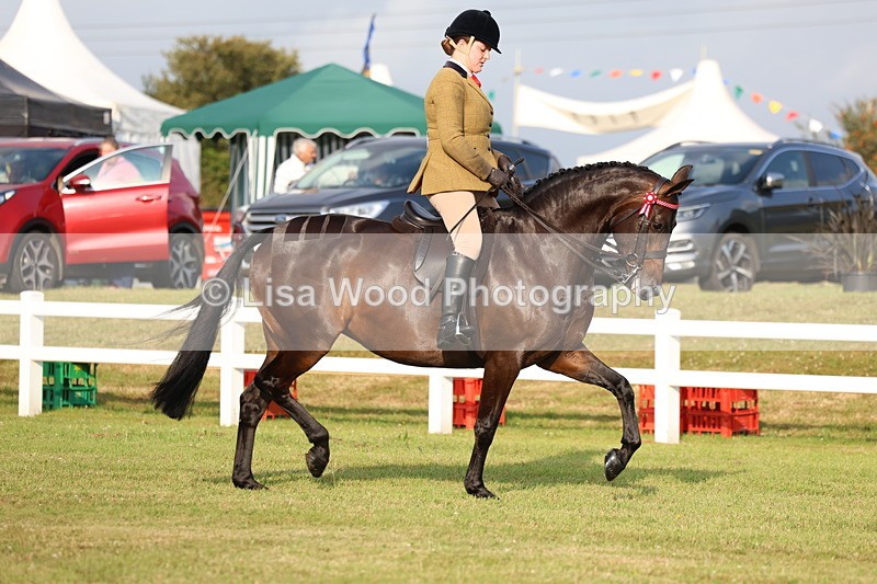 3E7A7677 - Class 1: Rising Star Small Hack/Riding Horses