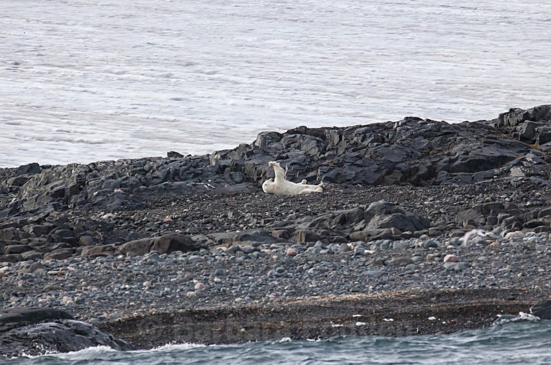 Polar bear  8557 - Trip with MS Expedition August 2016