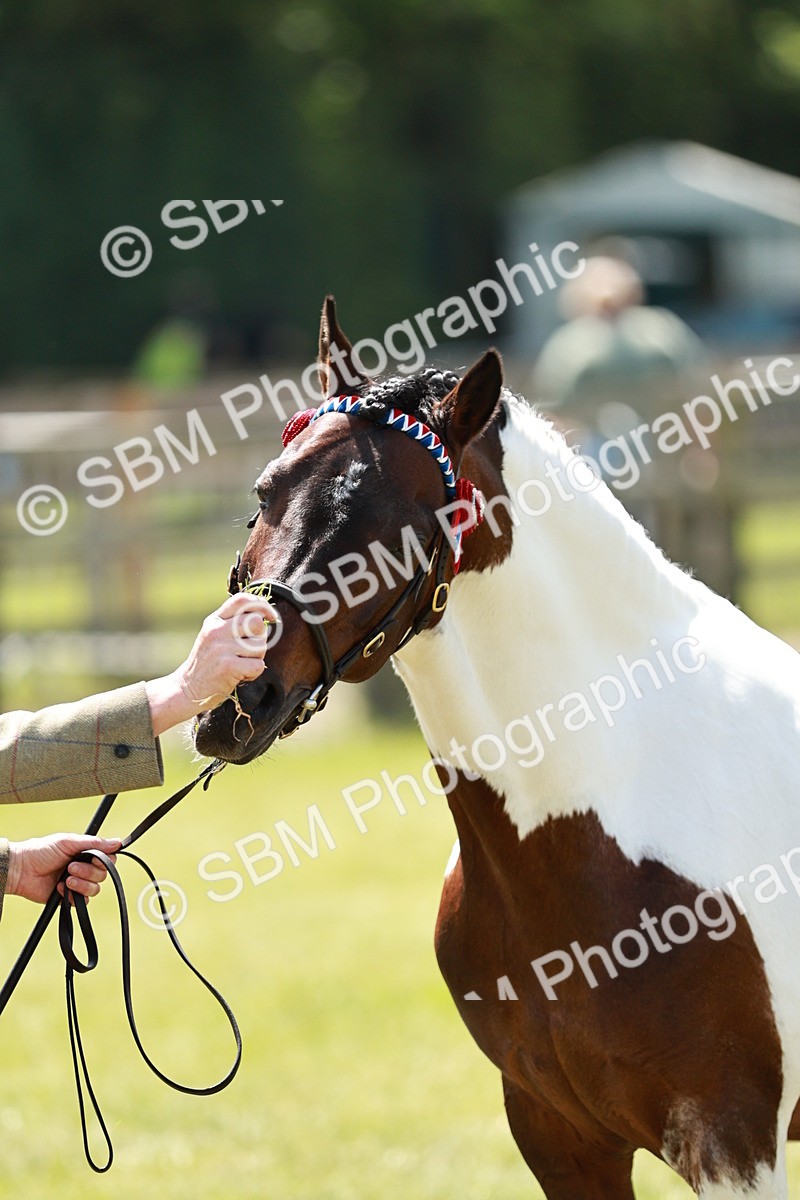 SBM_05508 - Class 41-45 - Riding Pony-Hunter Pony Breeding