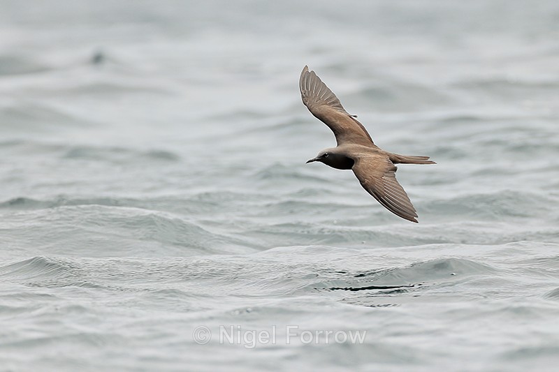 Brown Noddy flying low over sea, Champion Islet, Floreana, Galapagos - Brown Noddy