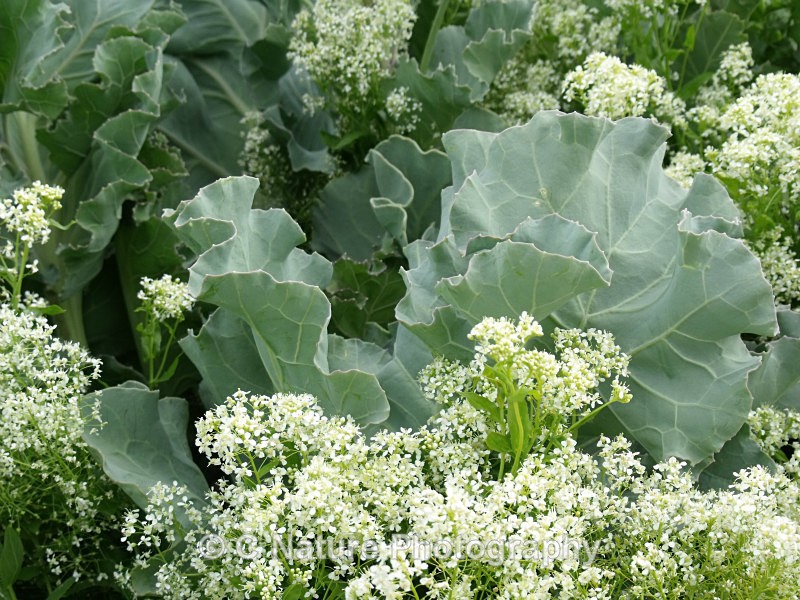 Sea Kale - Plants