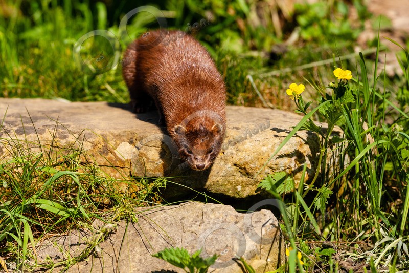 American mink Mustela vison-6558 - UK Wildlife