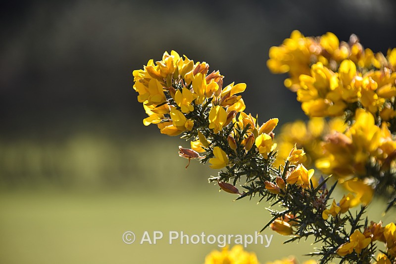 Ulex Gorse-2270 - Plants