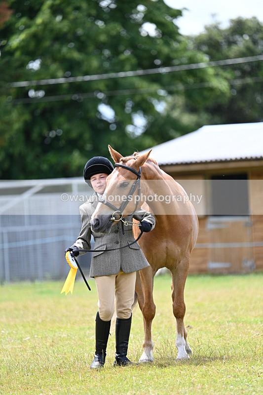 WJ7_6712 - Class 5 Handsome Gelding in hand