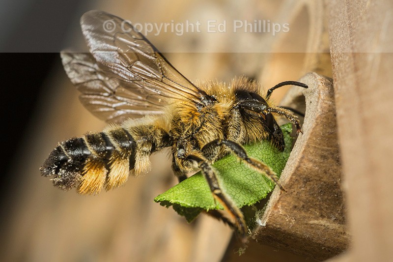 Megachile versicolor (f)