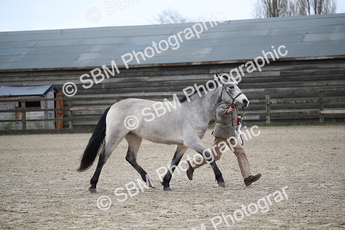 SBM_004102 - Class 1-4 - Young Stock classes Inc. In Hand Championship