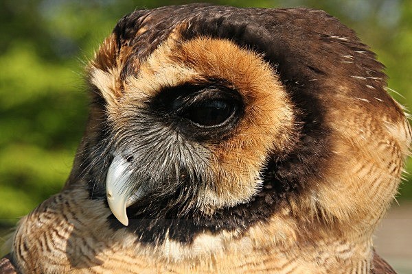 Asian Brown Wooded Owl - BIRDS