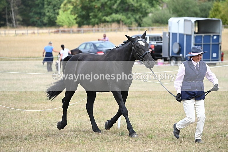 WJ6_5966 - Class 19 In-hand Veterans (Uploaded correct folder)