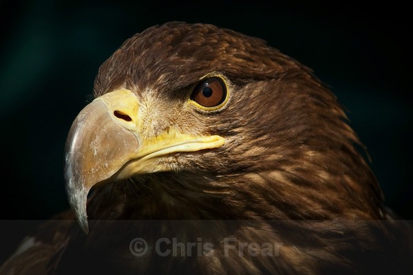 Frear-Sea-Eagle - For T&C