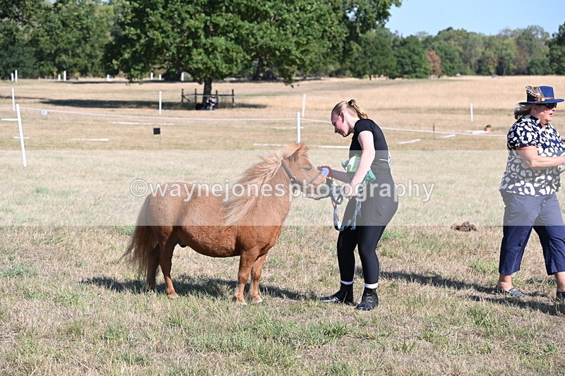 WJ6_7337 - Class 33 Rescue Pony