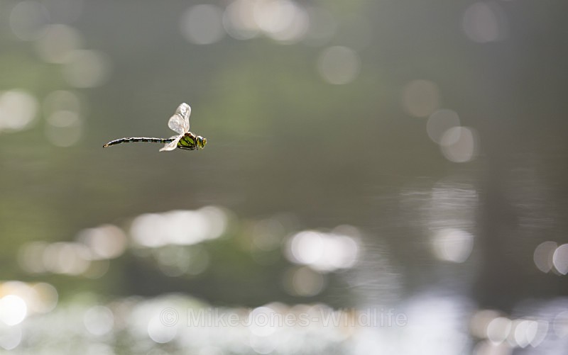 Southern Hawker Dragonfly, Cheshire - DRAGONFLY & DAMSELFLY GALLERY