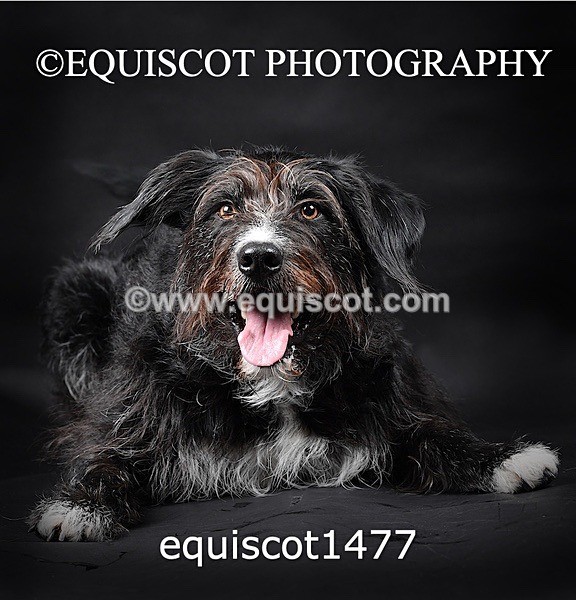 equiscot1477 - RUSSO