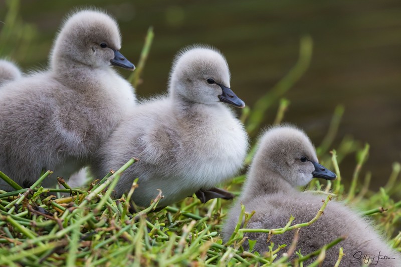 Cygnets 6