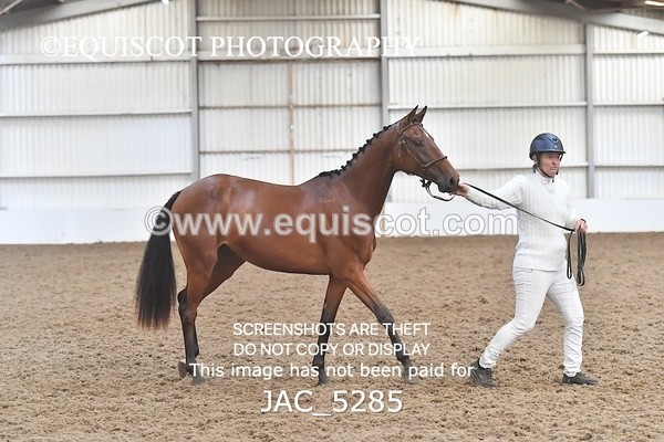 JAC_5285 - 7 L'Espirits Little Unicorn