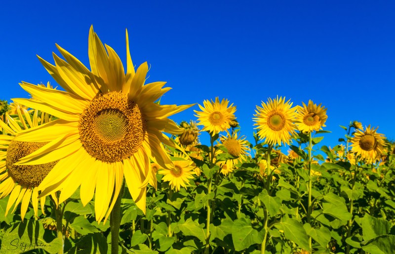 Sunflower Group 2
