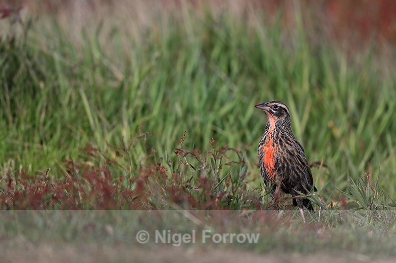 Long-tailed Meadowlark, Carcass Island, Falklands - Long-tailed Meadowlark
