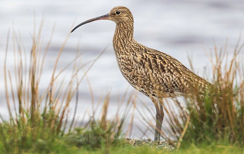 CURLEW 2025 - Latest projects, Cairngorms Deer, Boxing Hares, Landscapes...North Wales, Birds
