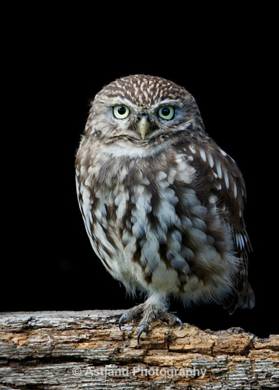 Astland Photography, Bird and Wildlife Images, Susan and Peter Wilson, U.K.