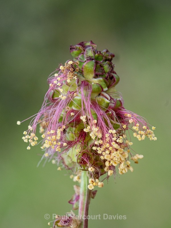 Fruiting head of Salad burnet (Sanguisorba minor) - Gargano - Wild Flowers