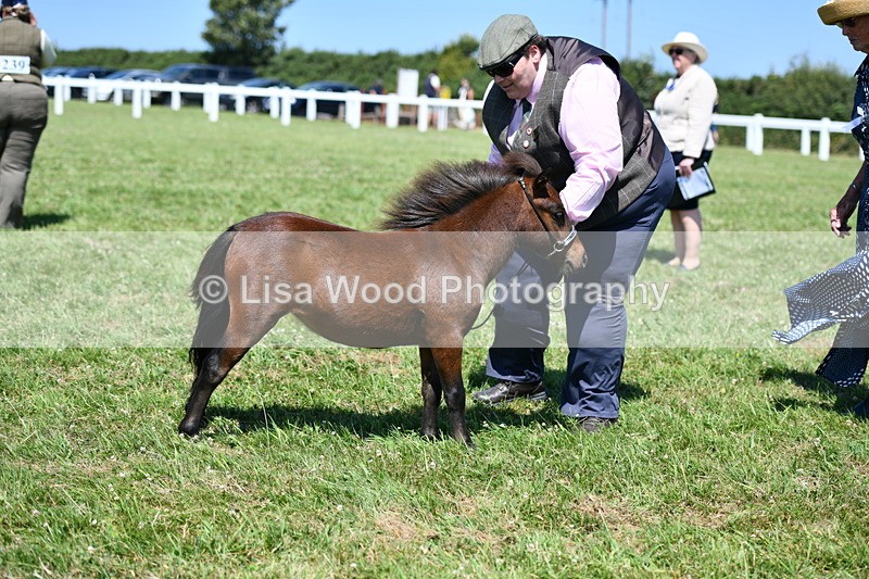 DSC_7020 - Class 59: Miniature Horse Yearling