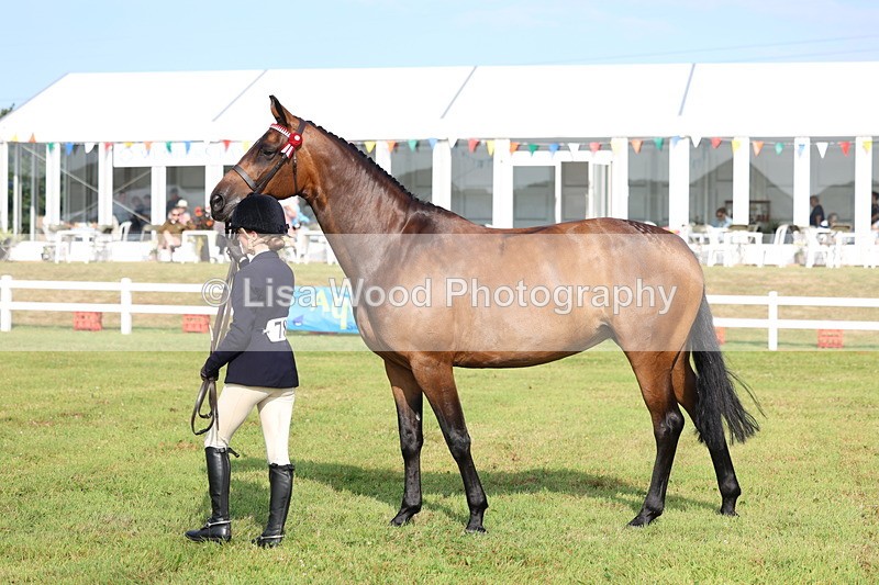 3E7A8315 - Class 2: Rising Star Large Hack/Riding Horse