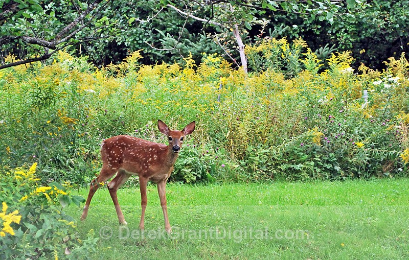 Bambi Revisited - Mammals, Reptiles & Amphibians