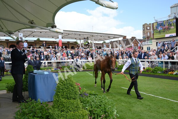 yr10062022r2-57 - Race 2 2.30pm SKF Rous Selling Stakes