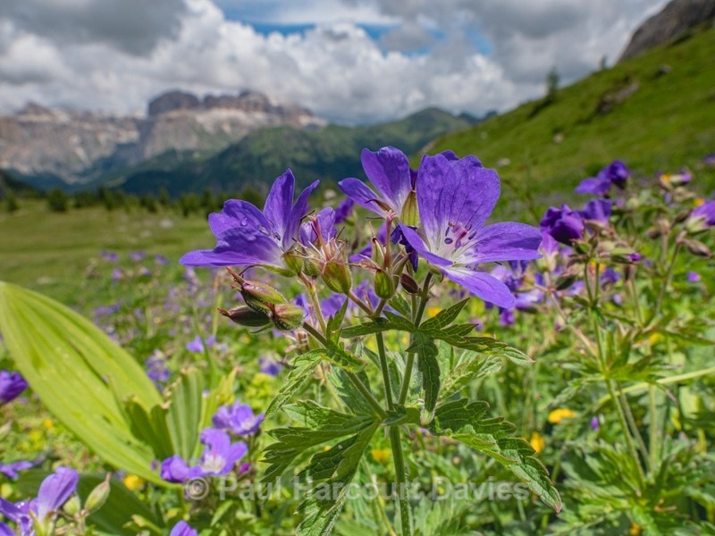  Meadwow cransesbill (Geranium pratense) Ciampac, Val di Fassa, Dolomites July 2019 - Flowers in the Landscape