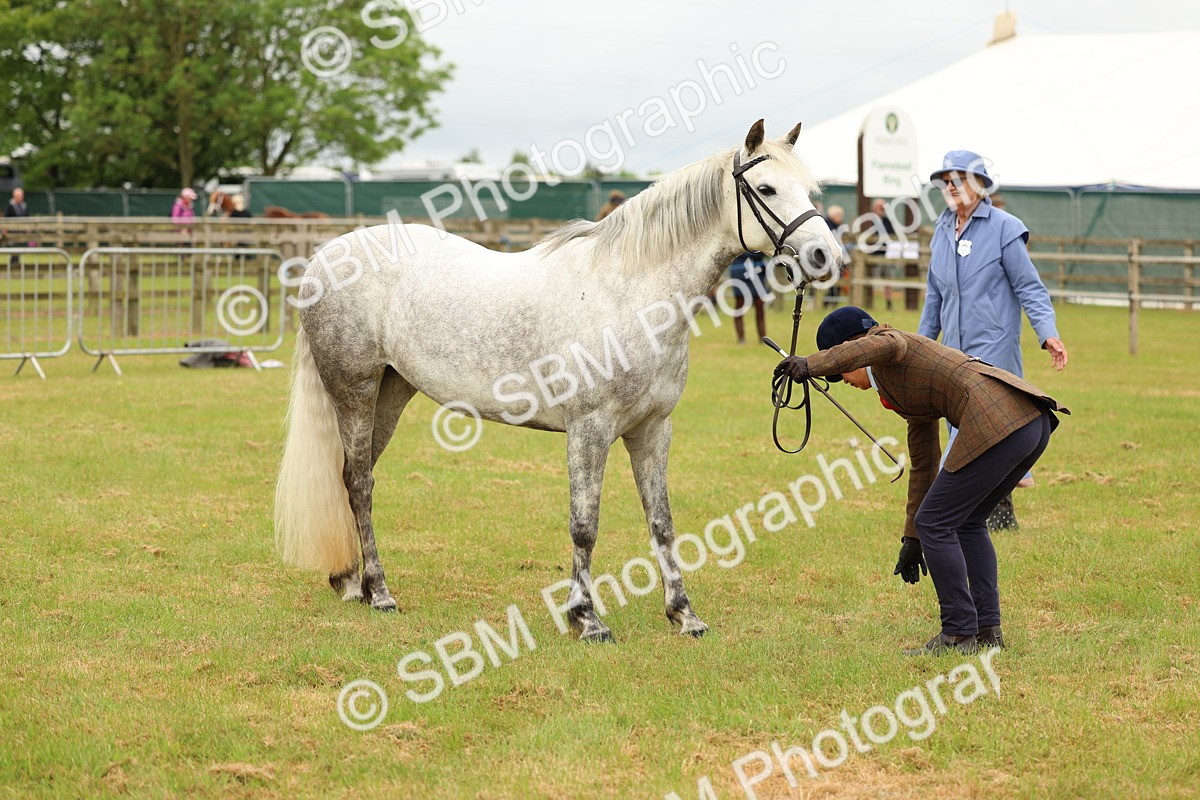 SBM_04202 - Class 64-67 - Shetland Pony In Hand