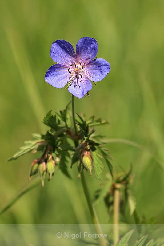 Meadow Crane's-bill flower, Oxfordshire - PLANTS
