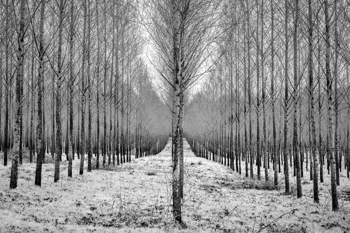 Eternal Spring II - Order