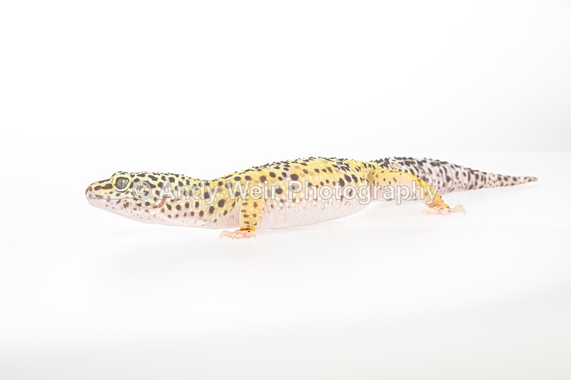 20140120-3K8A8390 - Lizards