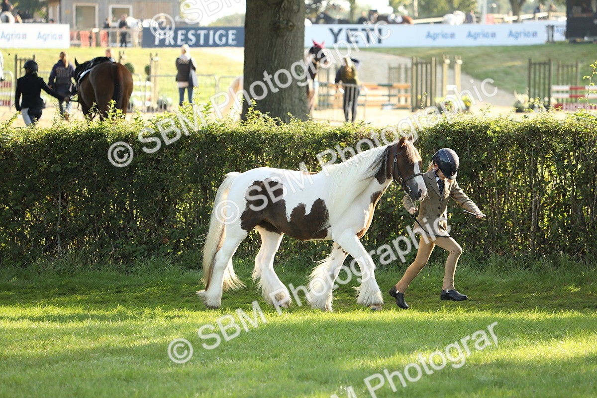 SBM_60853 - S43 - Coloured Pony In Hand