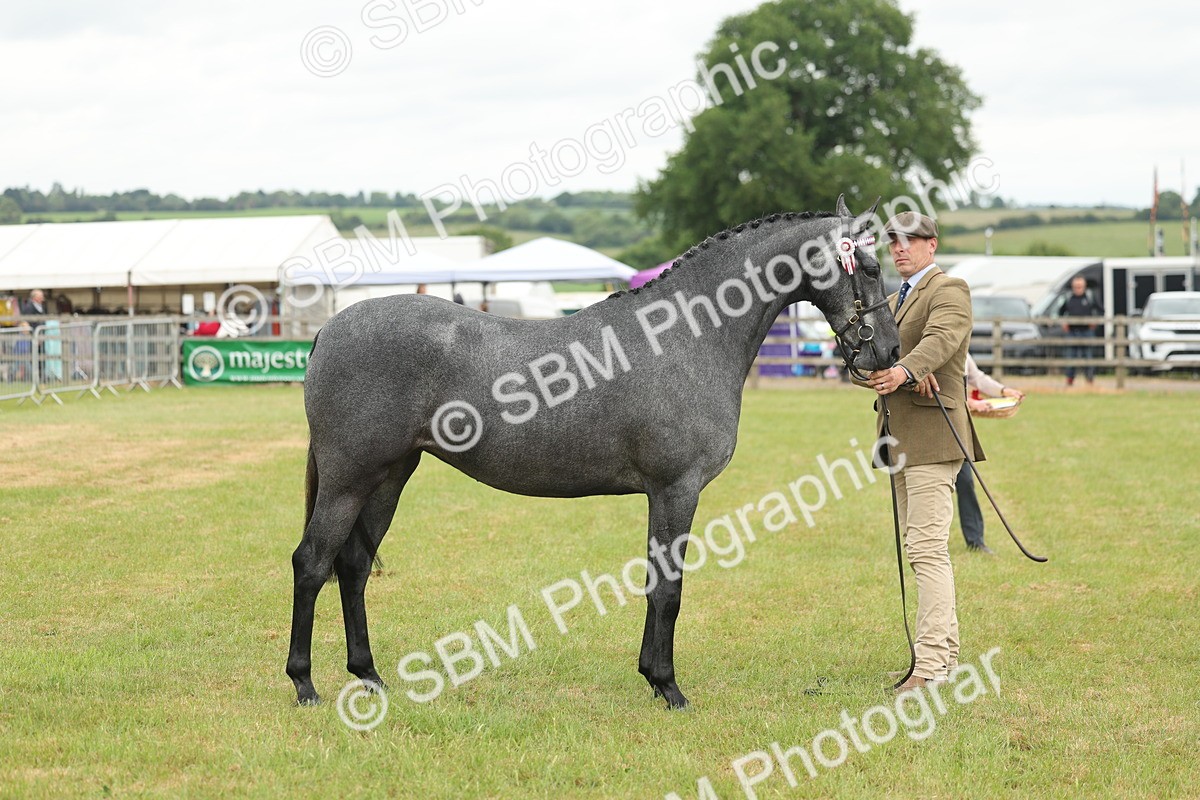 SBM_05488 - Class 68-73 - Riding Pony Breeding