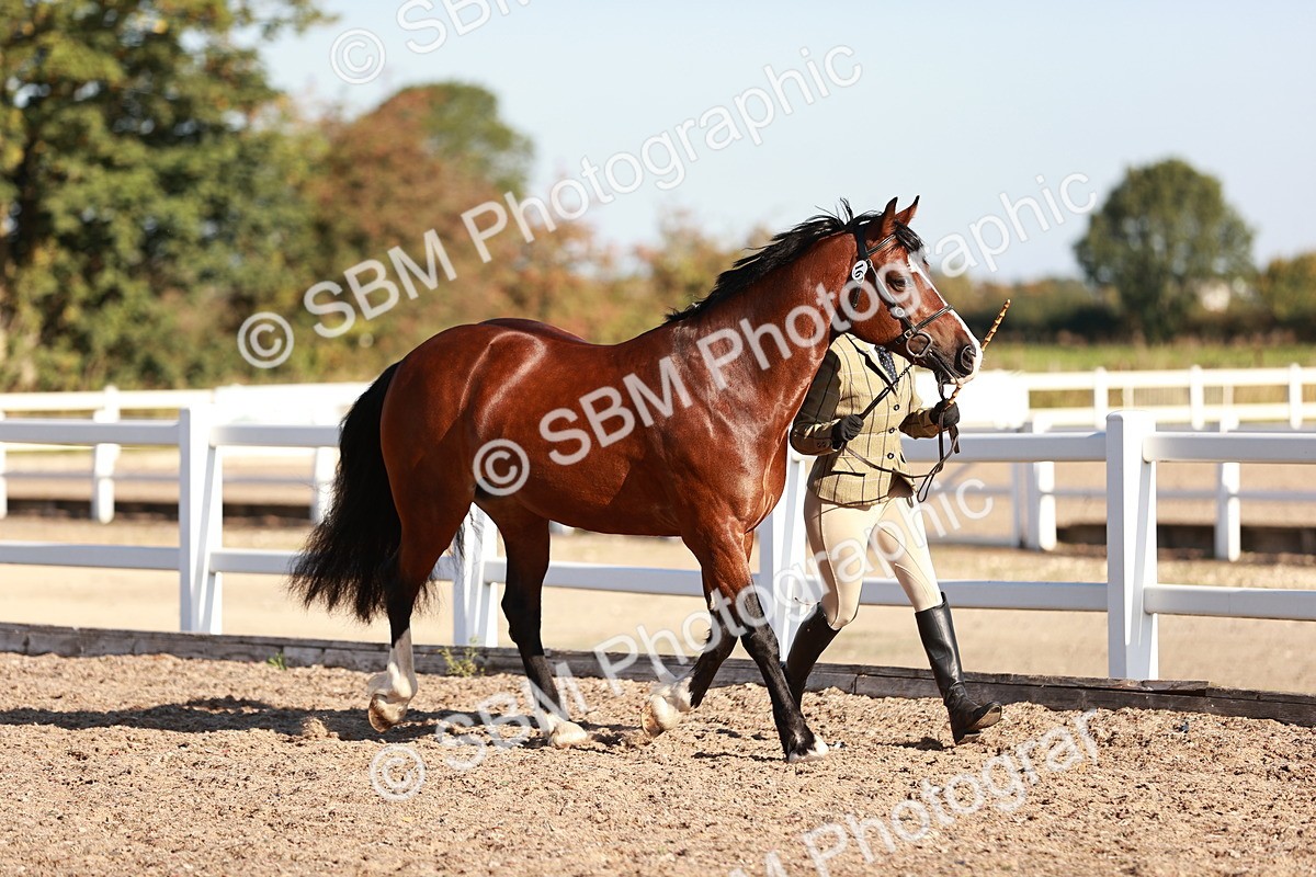 SBM_11378 - Class 402 - IH  Veteran pony