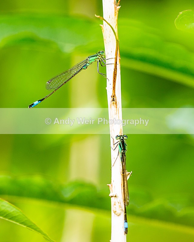 20140621-3K8A2533 - Dragonflies & Damselflies