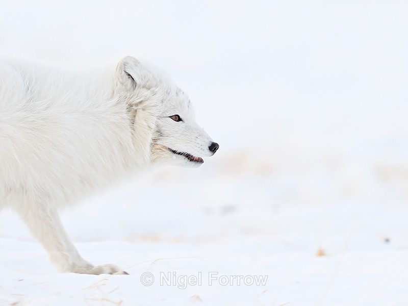 Profile of Arctic Fox, Svalbard, Norway - Arctic Fox