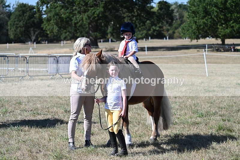 WJ7_1633 - Class 42 Most Handsome Gelding