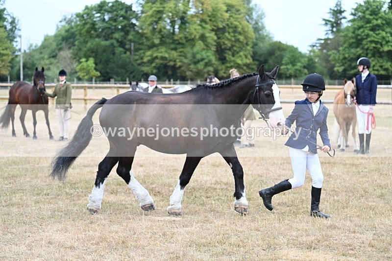 WJ7_9580 - Class 5 Most Handsome Gelding (up to 14.2hh)