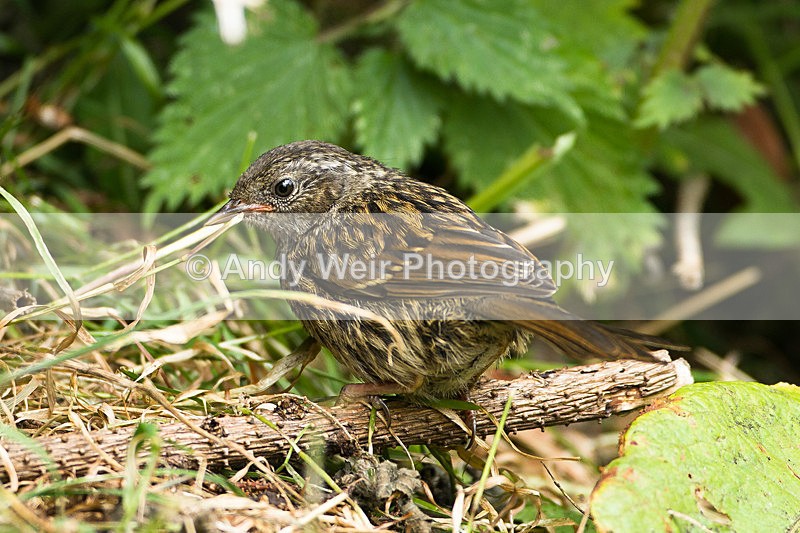 20130630-_MG_4588 - Dunnock (Hedge Sparrow)