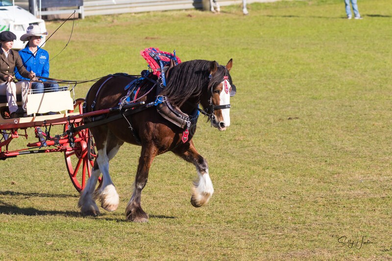 Harness Driving Challenge 34. 0A3A9518 - 2025 Senic Rim Clydesdale Spectacular