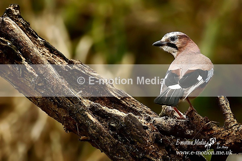 Jay 120116 22 - Nature