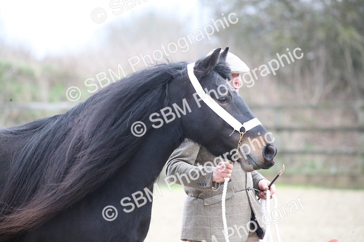 SBM_004021 - Class 1-4 - Young Stock classes Inc. In Hand Championship