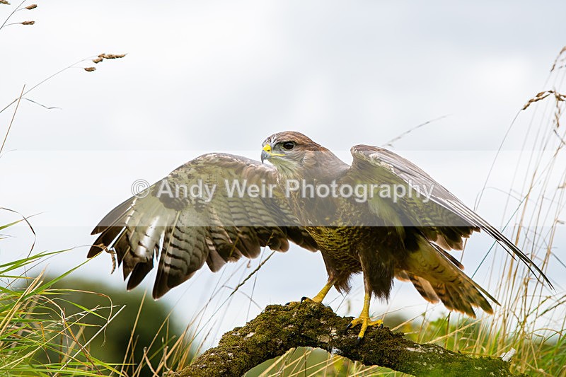 20140816-3K8A5210-3032 - Common Buzzard