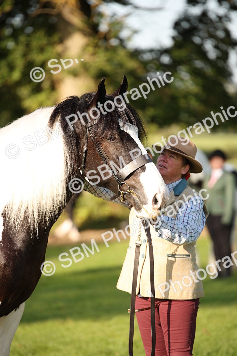 SBM_58707 - S51 - Piebald & Skewbald Horse In Hand