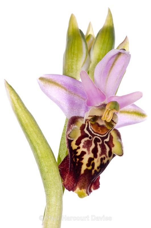  - WB: Orchids - Ophrys