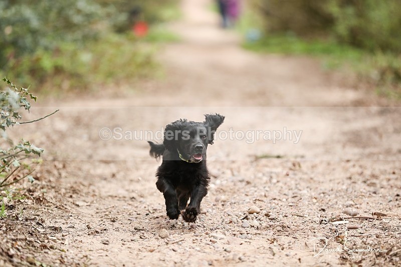 SPXX3918 - Endurance Dogs