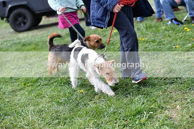 WJ5_0326 - Class 7 Best Terrier