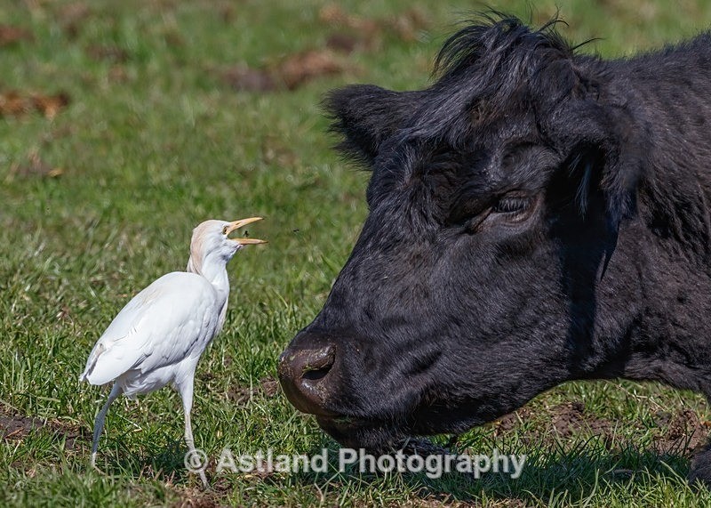 Astland Photography, Bird and Wildlife Images, Susan and Peter Wilson, U.K.